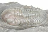 Prone Austerops Trilobite Fossil - Jorf, Morocco #363125-2